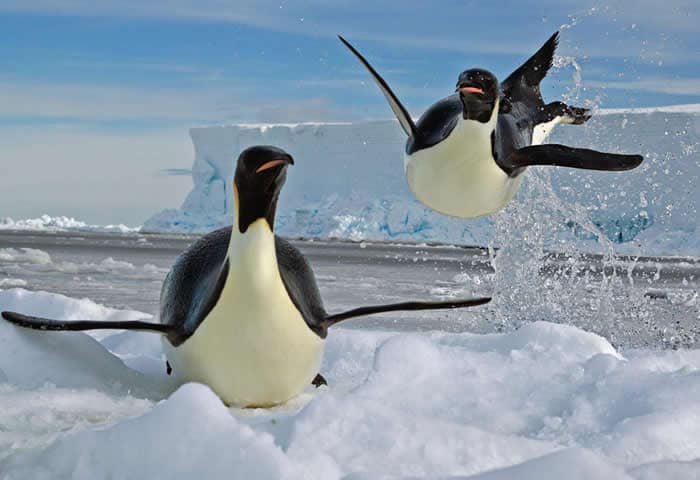 Epic Battle Simulator pingüinos vs papa noel